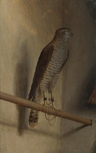 雀鷹 作： Jacopo de Barbari